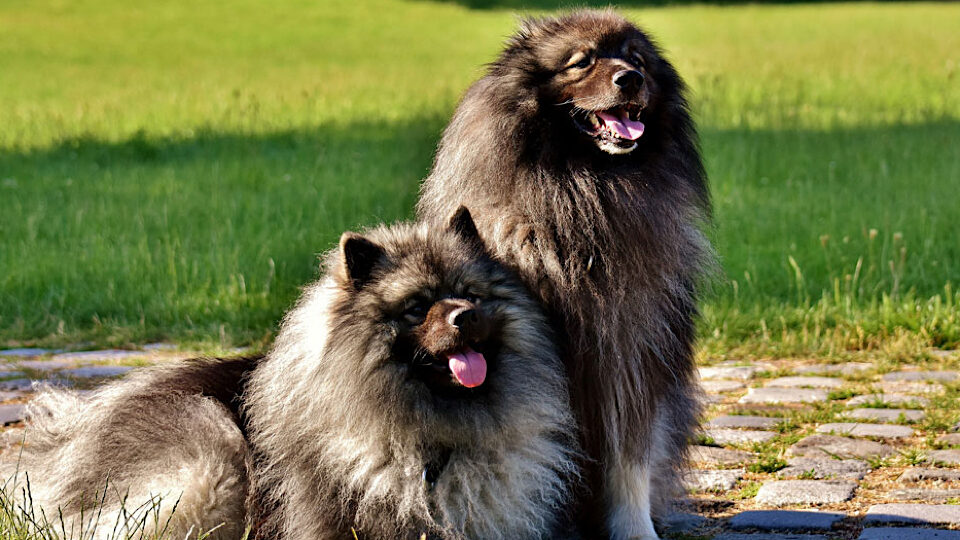 Кеесхонд собака