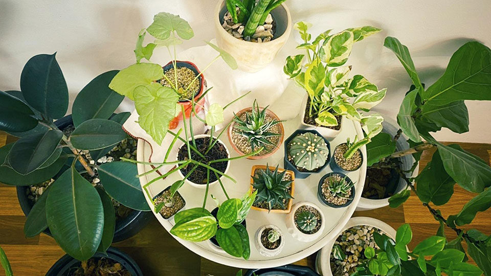 Как сохранить цветы и растения уезжая в отпуск