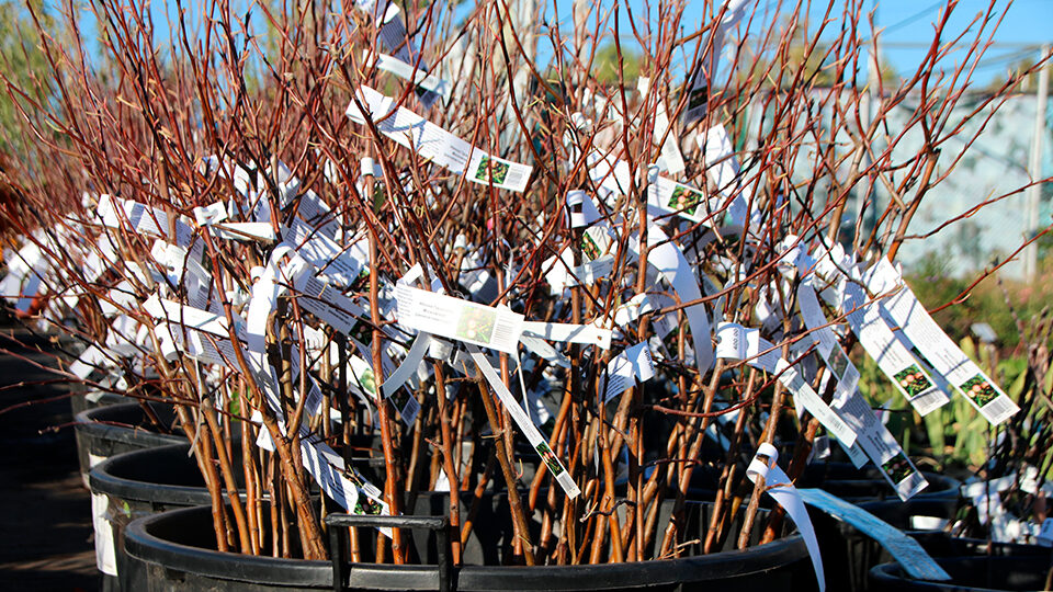 Sazenice ovocných stromů: tipy pro výběr, nákup a výsadbu
