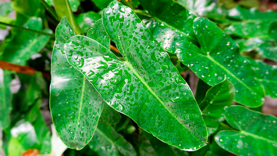 Филодендрон