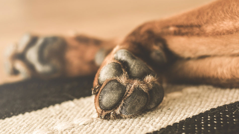 Как защитить подушечки лап собаки от соли: советы и рекомендации