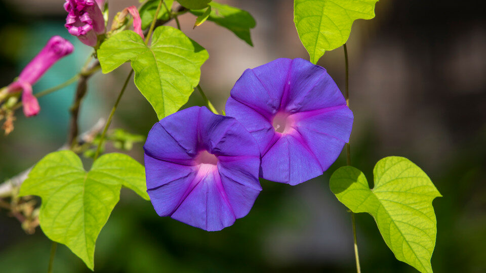 Ipomoea