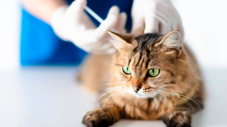 Выбор места для укола