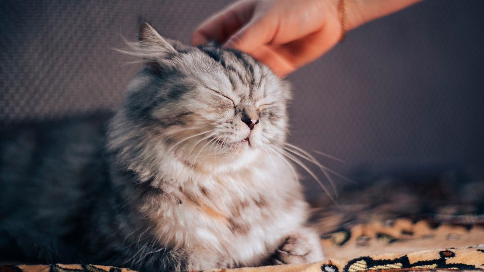 Самые ласковые породы кошек для семей с детьми