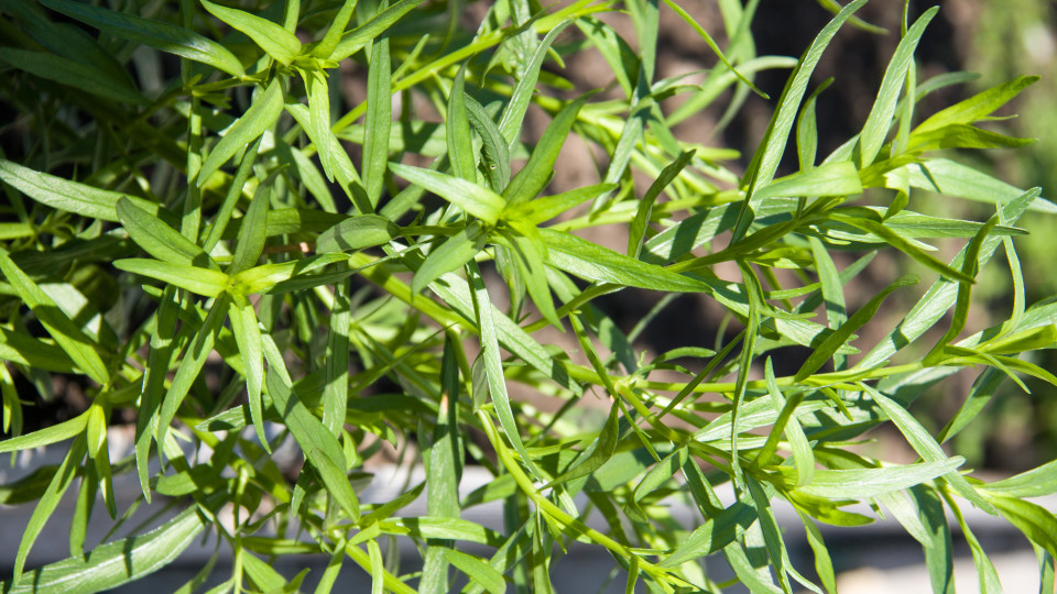 Эстрагон: как вырастить хороший урожай