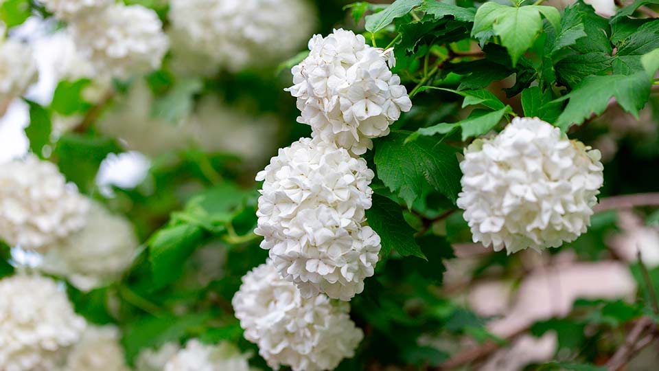 Калина Бульденеж фото, описание, посадка, уход, размножение, отзывы