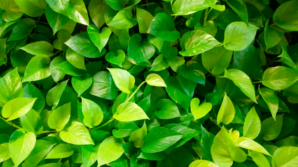 Epipremnum