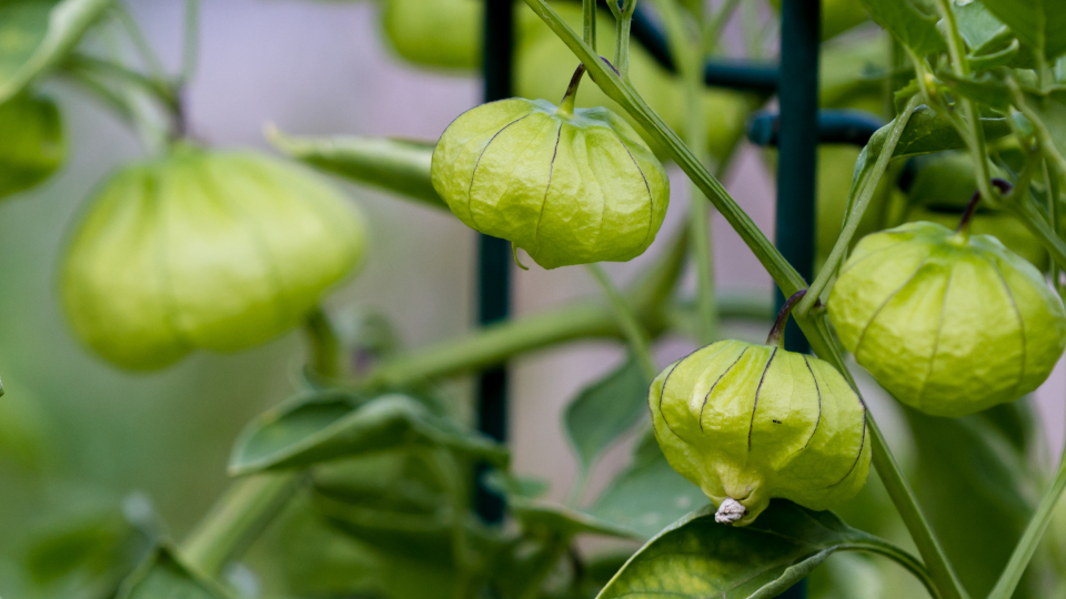 Physalis: jak vypěstovat dobrou sklizeň