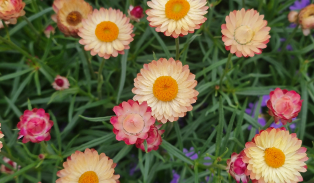 Гелихризум прицветниковый