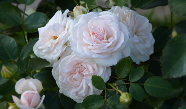 Сорта почвопокровных роз с описанием, фото и отзывами