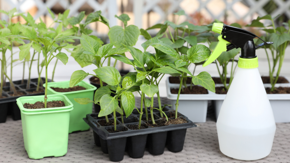 Атлет для рассады