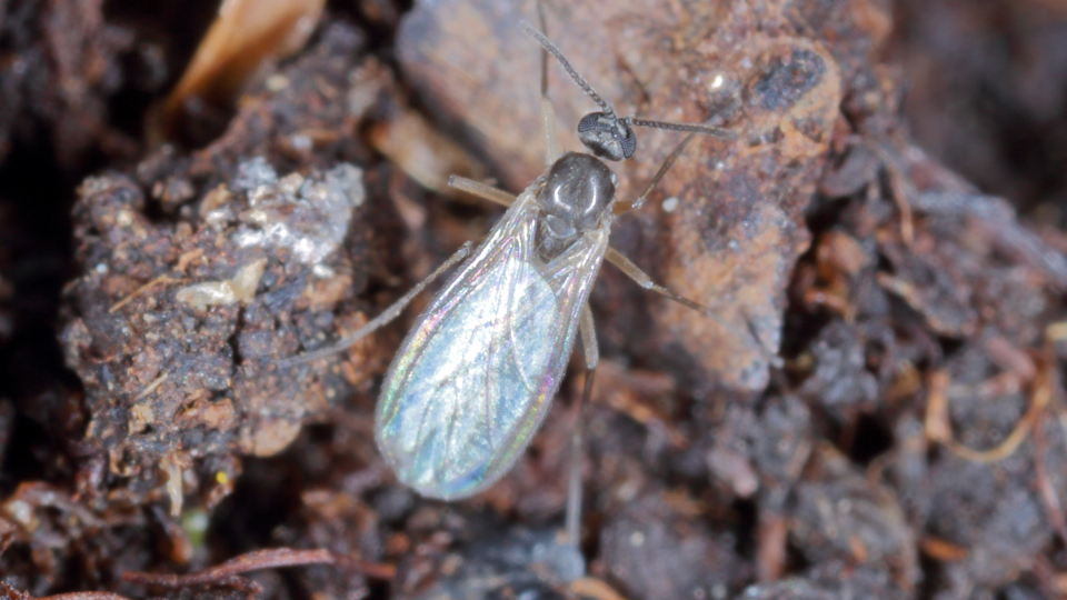 Как избавиться от мошек в цветочных горшках