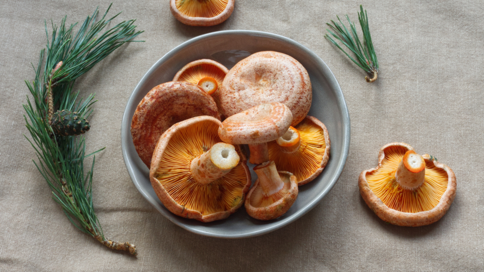 Грибы рыжики