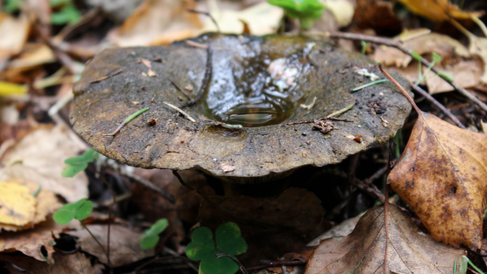 Черный груздь