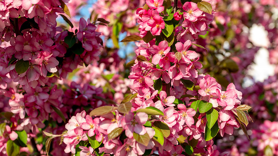 Яблоня Недзвецкого
