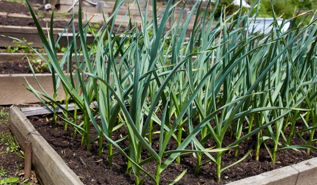 Посадка ярового чеснока весной в открытый грунт