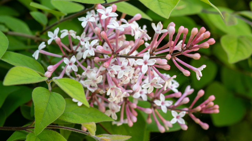 Сирень Мейера