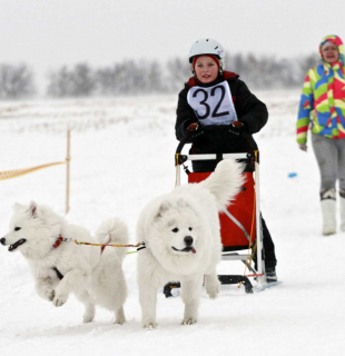 собачья упряжка хаски
