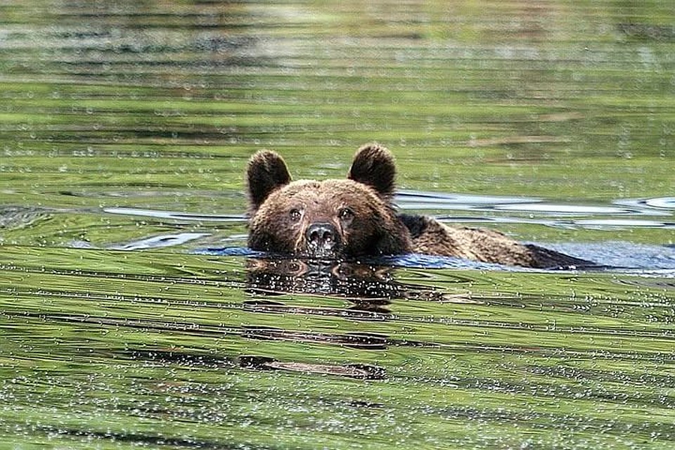 медведь плывет по озеру фото медведь плывет по озеру фото