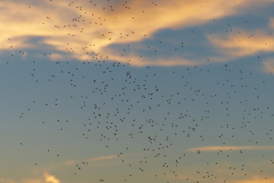 Фото: pixabay.com