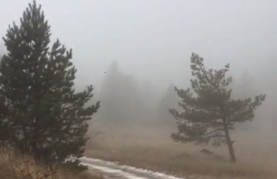 Видео бегущего по Ай-Петри кабанчика развеселило соцсети