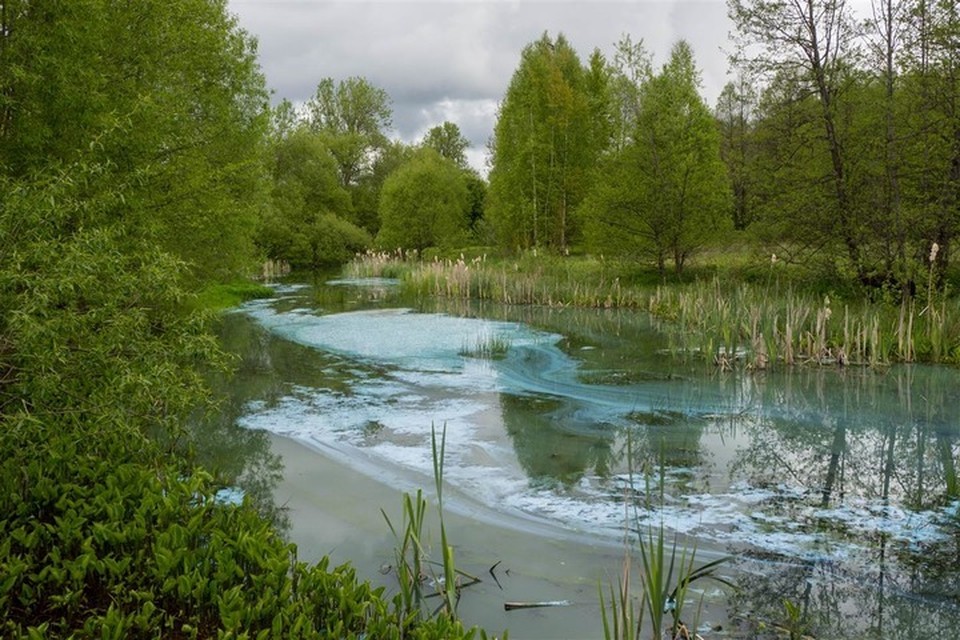 В Брянской области прокуратура проверит загрязнение озера