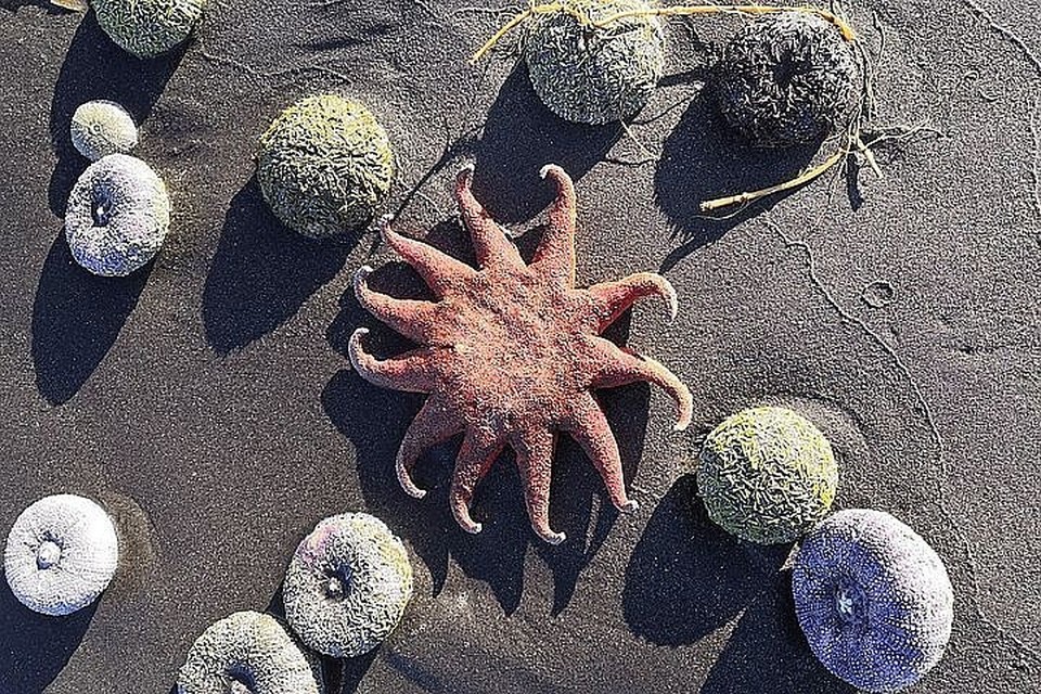 Росія приховує жахливу екологічну катастрофу та розлив нафти в Тихому океані - Цензор.НЕТ 5469