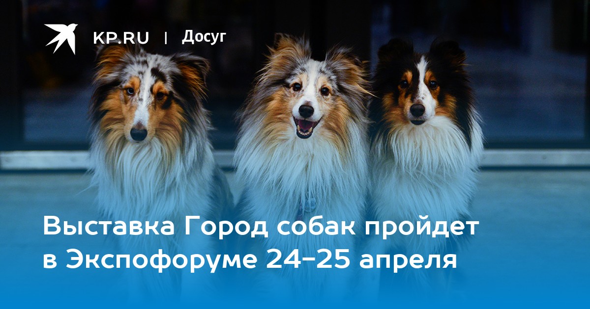 Выставка Город собак пройдет в Экспофоруме 24-25 апреля