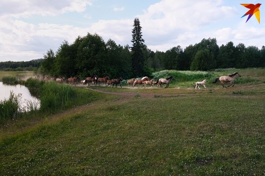 Конный клуб в Воткинском районе. Фото: Алена Селезнева
