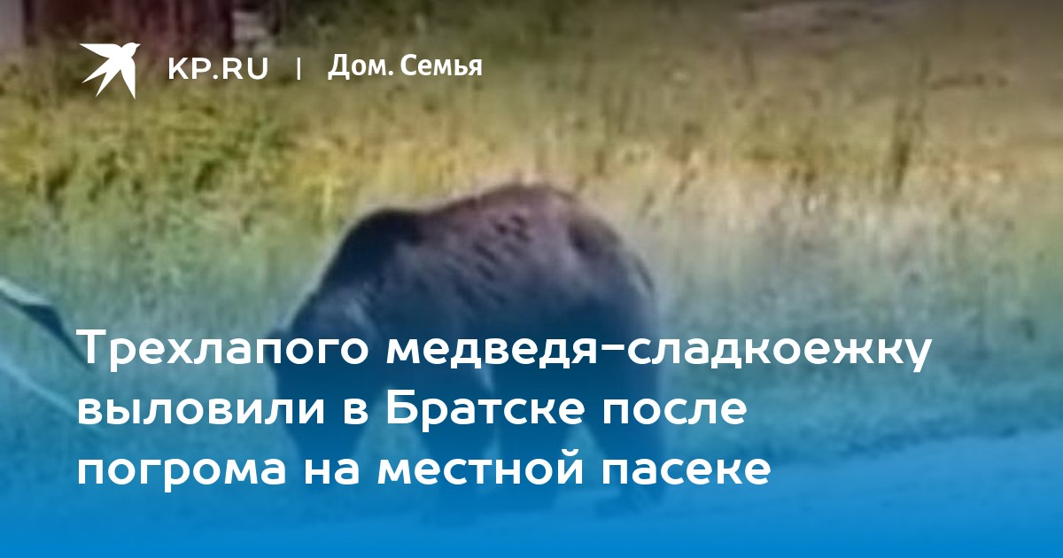 Трехлапого медведя-сладкоежку выловили в Братске после погрома на местной пасеке - Vimarsana News