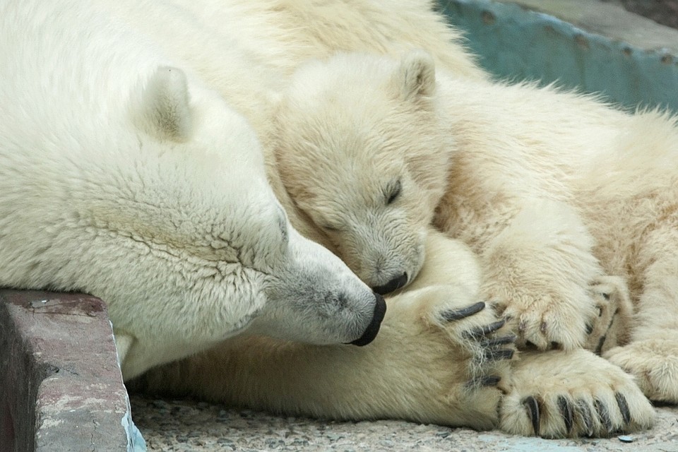 Спящие медвежата. Медведь зевает. Медведь спит. Медвежонок спит. Доброе утро, медвежонок!.