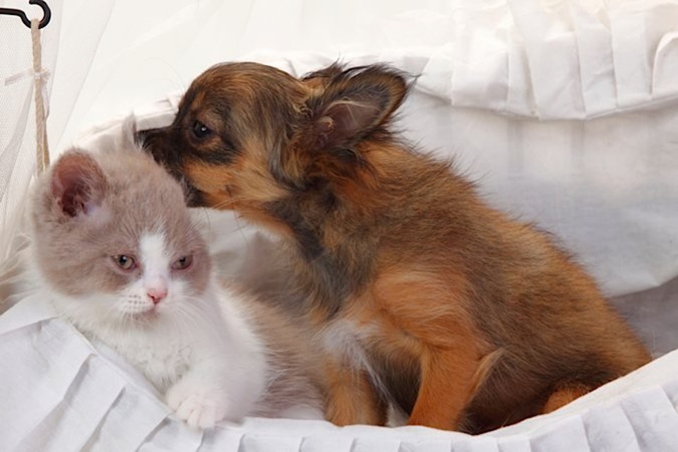 5 вопросов о стерилизации кошек и собак