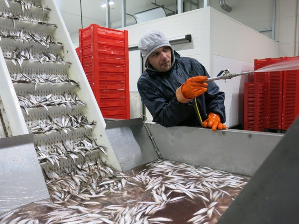 Мурманский рыбоперерабатывающий завод. Рыбная сортировка. Сортировка рыбы. Сортировщик рыбы узв. Сортировка рыбы на заводе.