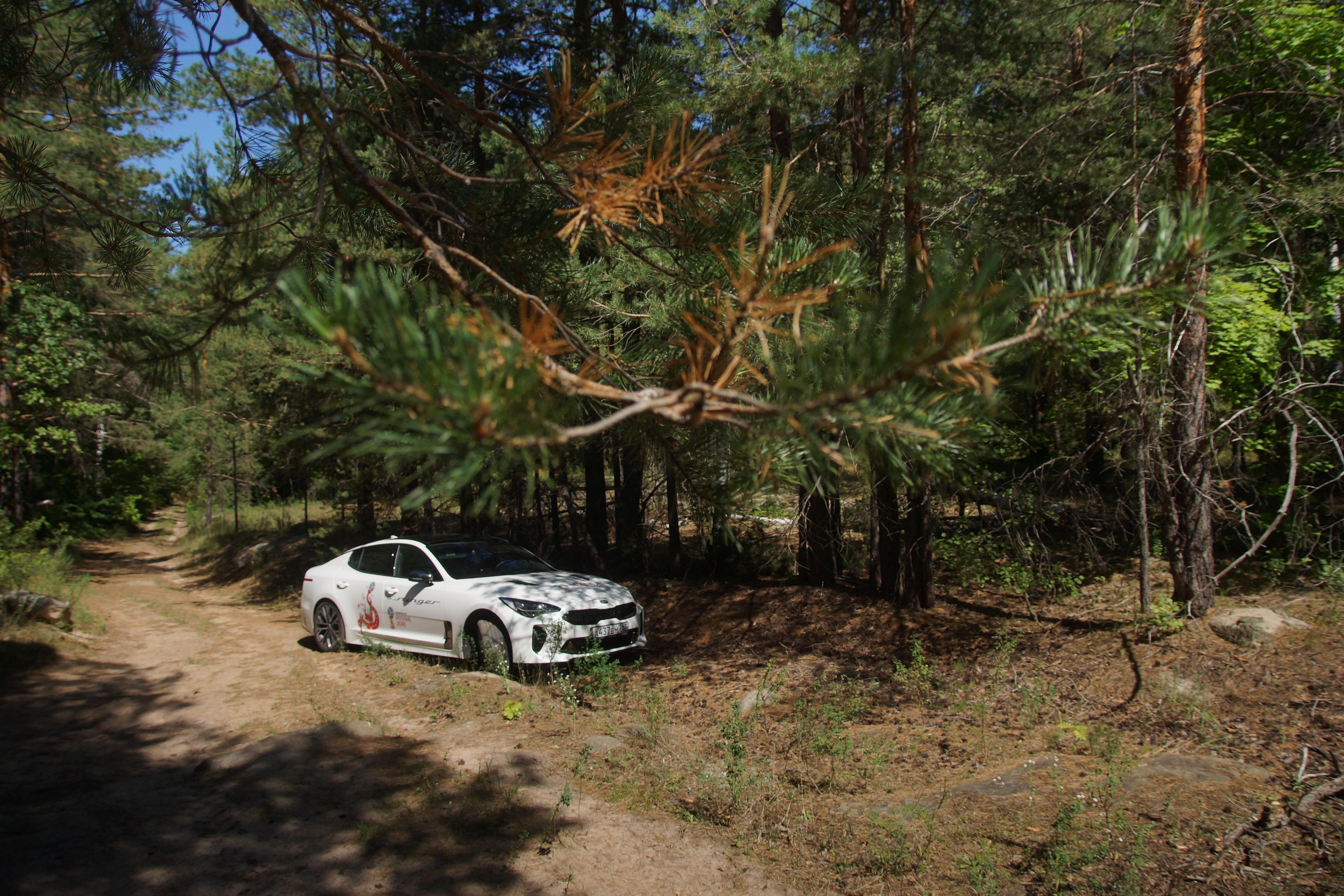 Припарковались в тени сосен
