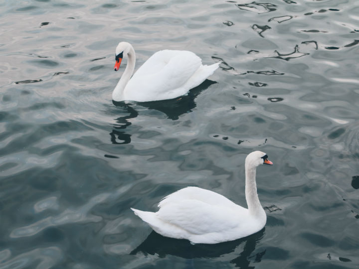Чаще всего в Калининградской области можно увидеть аистов и лебедей.