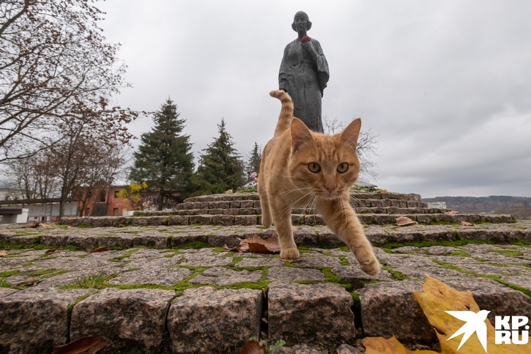 Памятник Марине Цветаевой и местный кот.