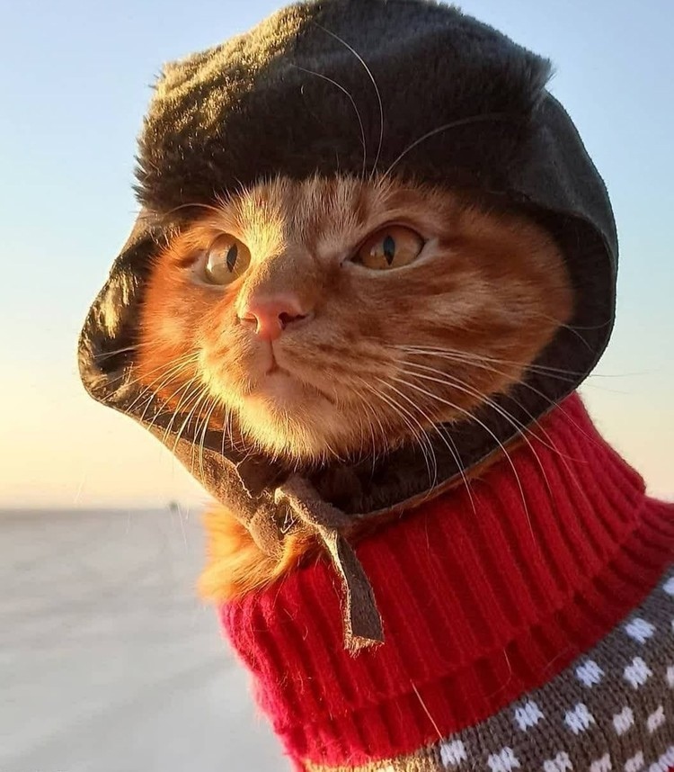 Котик покорил россиян Фото: instagram.com/primfrog77