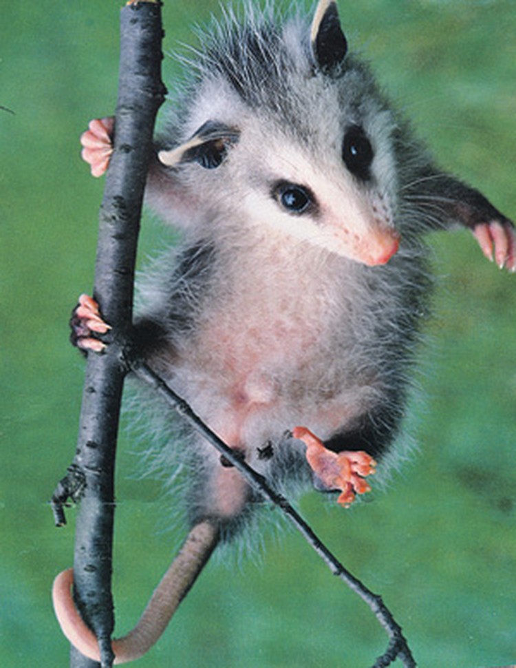 Сумчатый опоссум. Сумчатая крыса опоссум. Рассеянное животное. Опоссум с детенышами. Сумчатый опоссум.