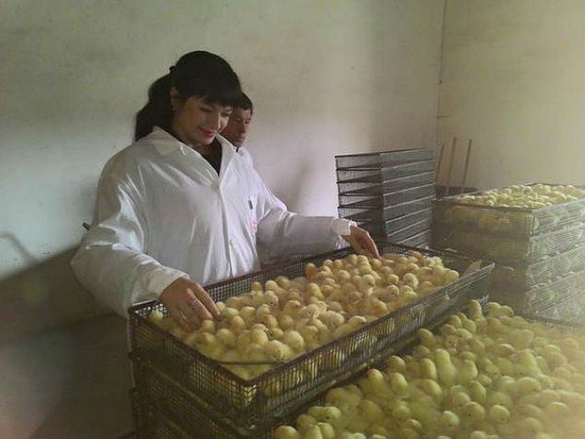 Птицефабрика ульяновская область. Птицефабрика. Николаевская птицефабрика ульяновская область. Птицефабрика вешкайма. Птицефабрика ульяновская область.