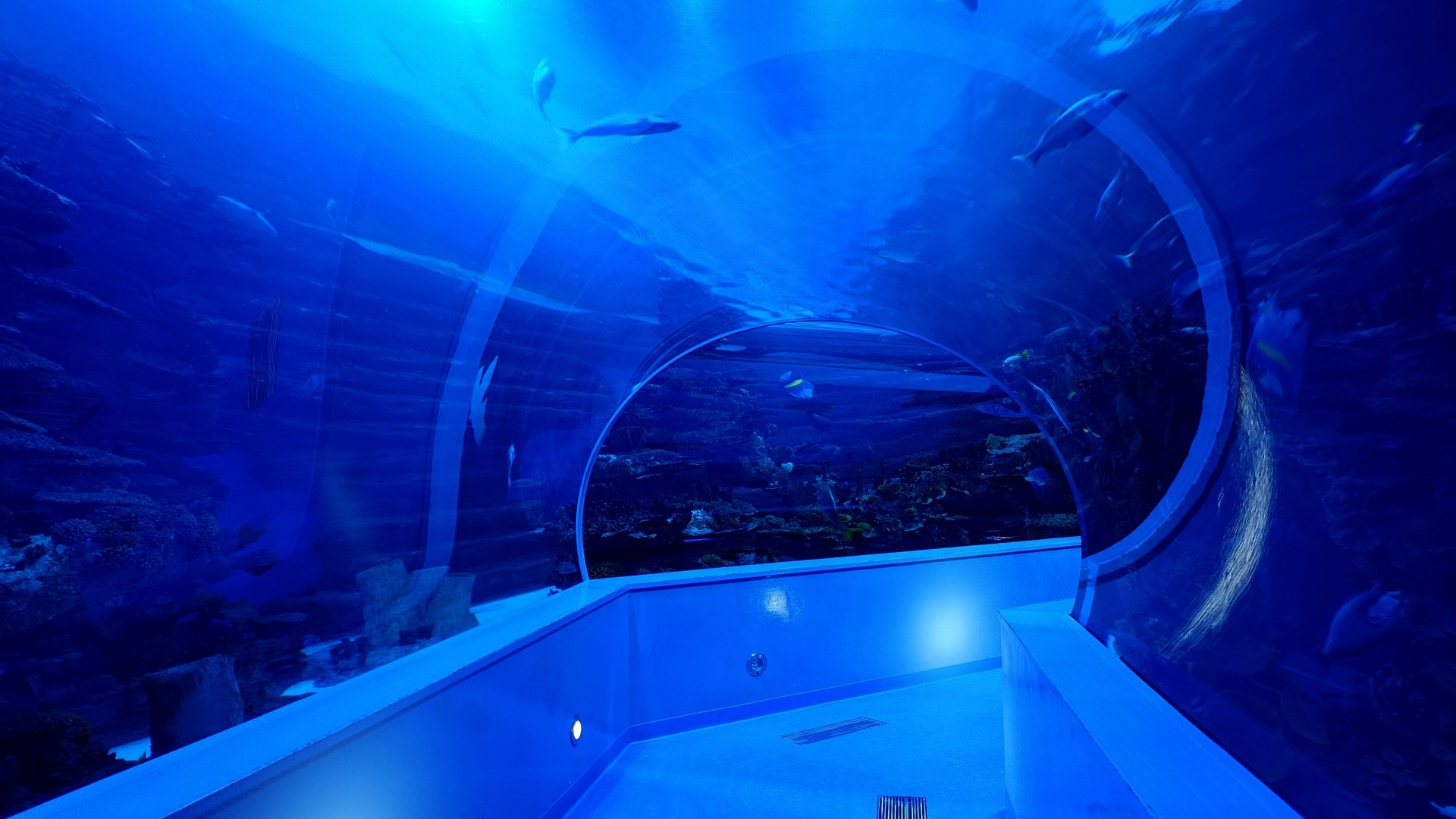 Подводный туннель в аквариуме Шарджи.
