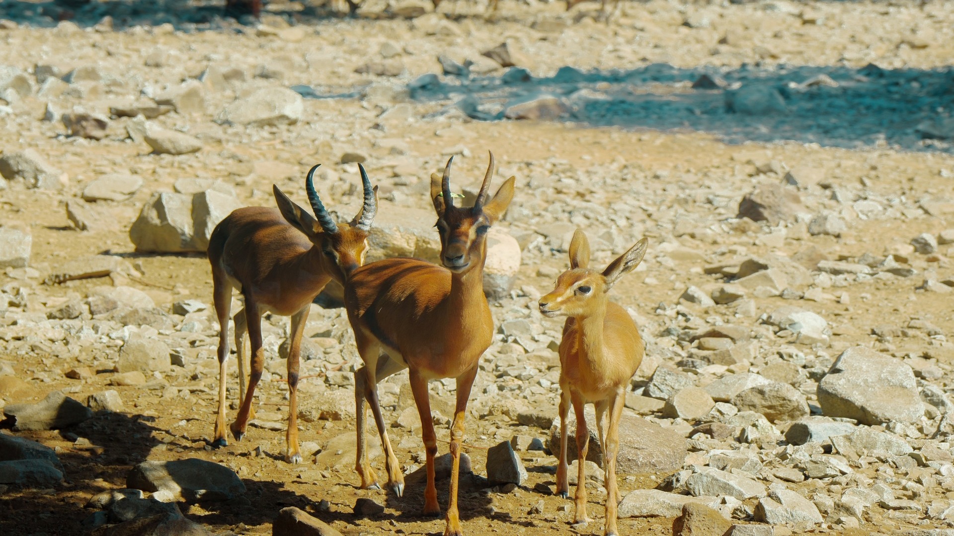 Олени в заповеднике Аль-Хефайя.