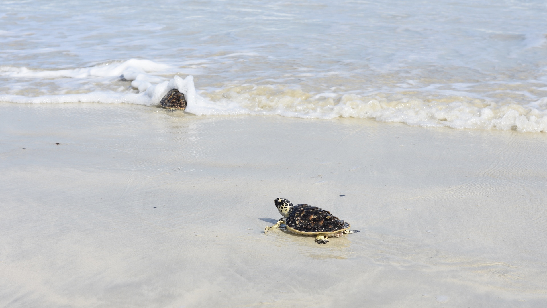 Морские черепахи на пляже Джебель Али, Дубай.