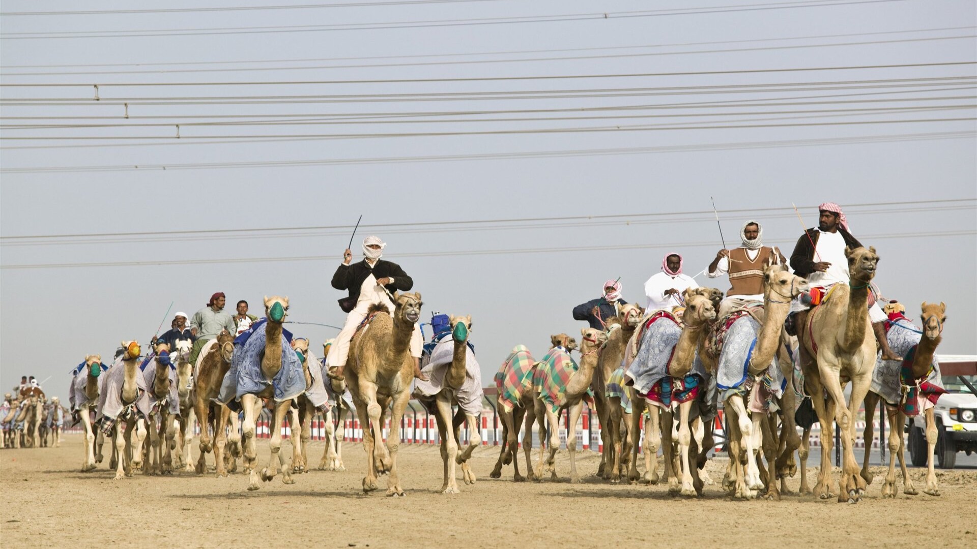 Верблюжьи бега, ОАЭ.