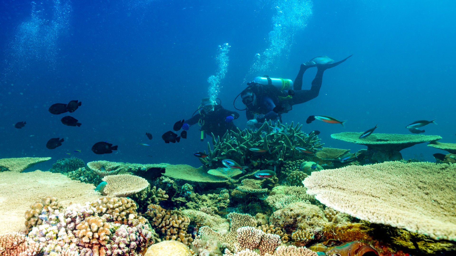 Дайверы возле кораллового рифа в Индийском океане, Атолл Ари.