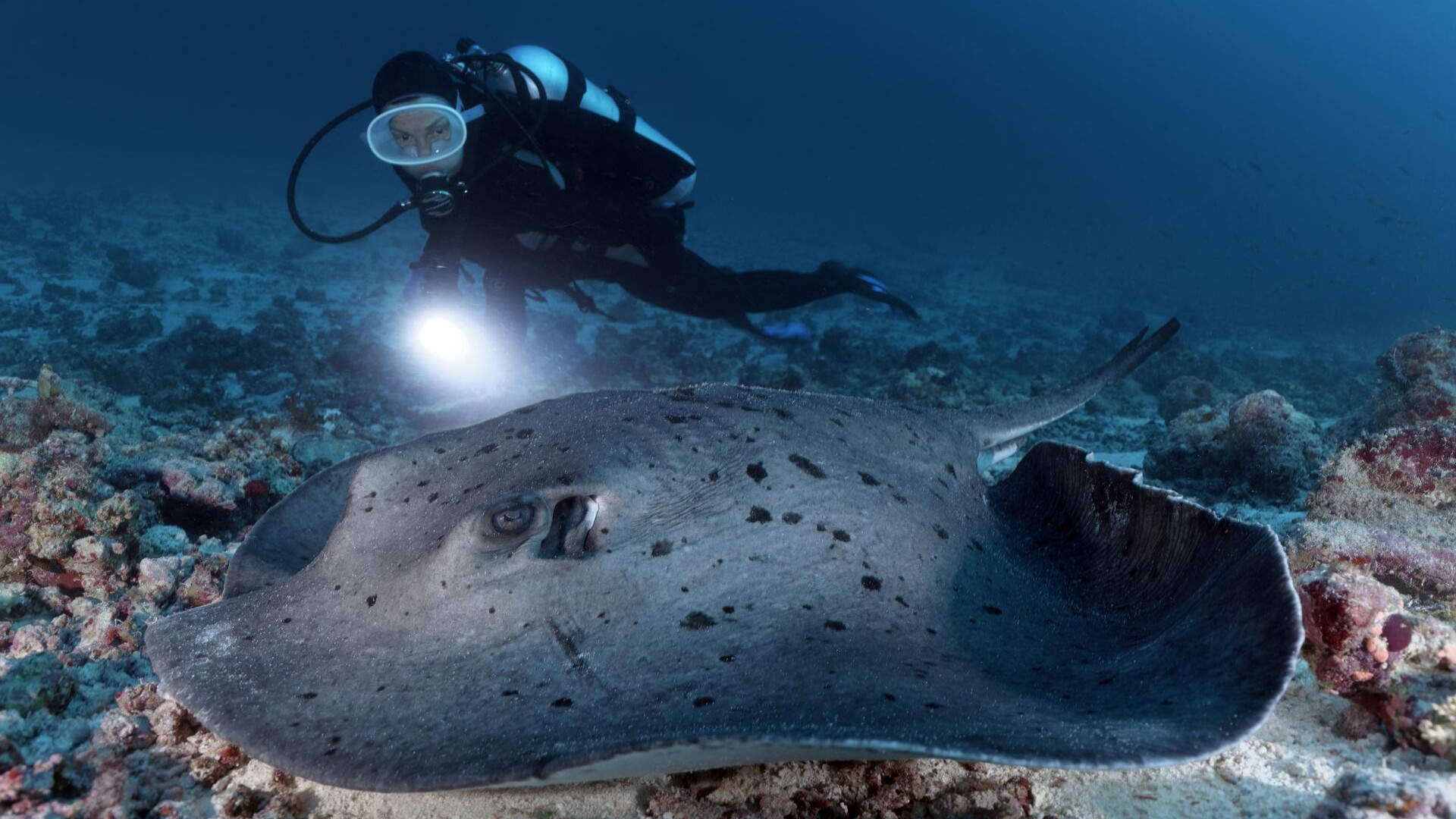 Дайвер наблюдает за чернопятнистым скатом в Индийском океане, Мальдивы.