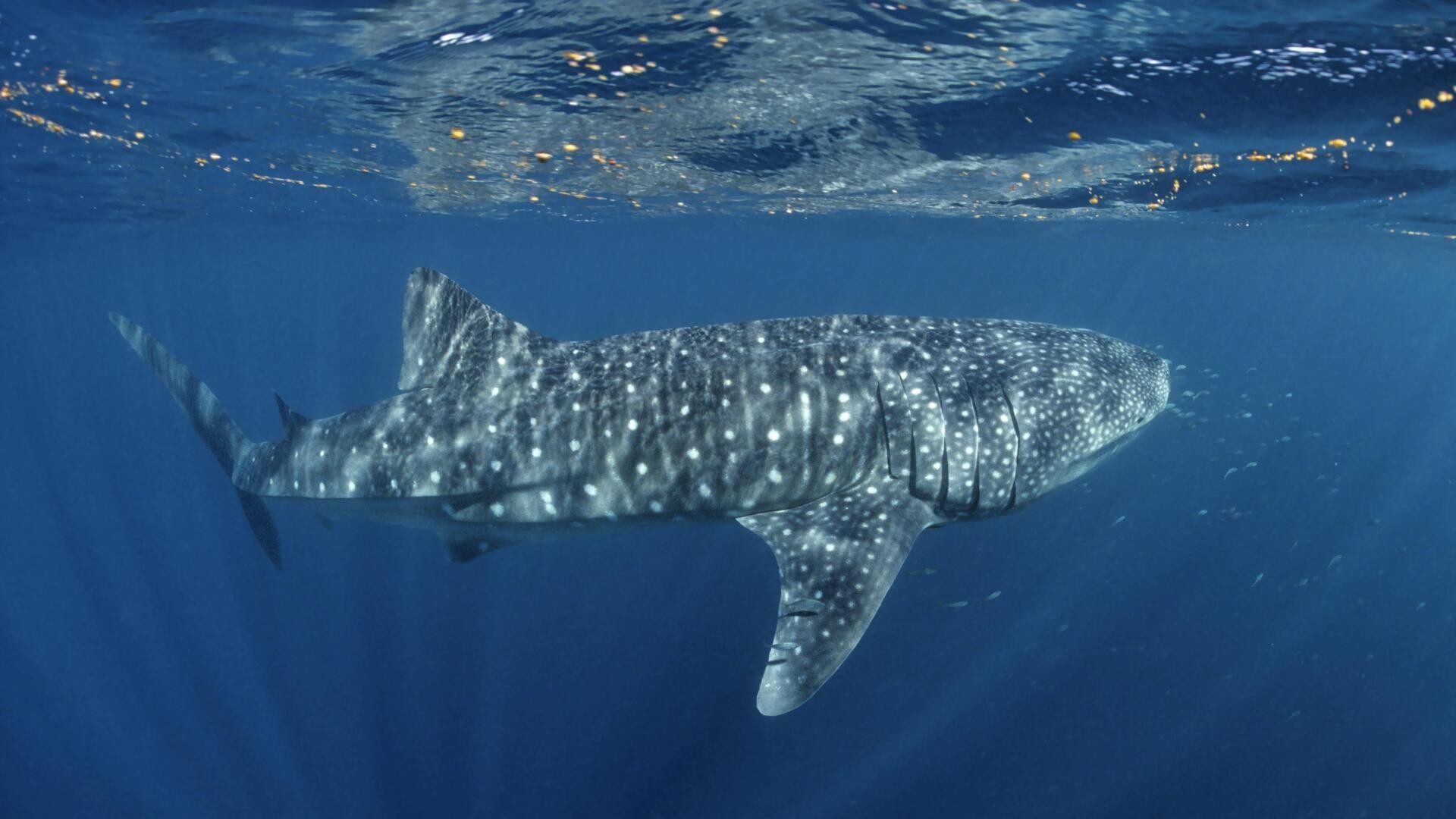 Китовая акула атолла Южный Ари.