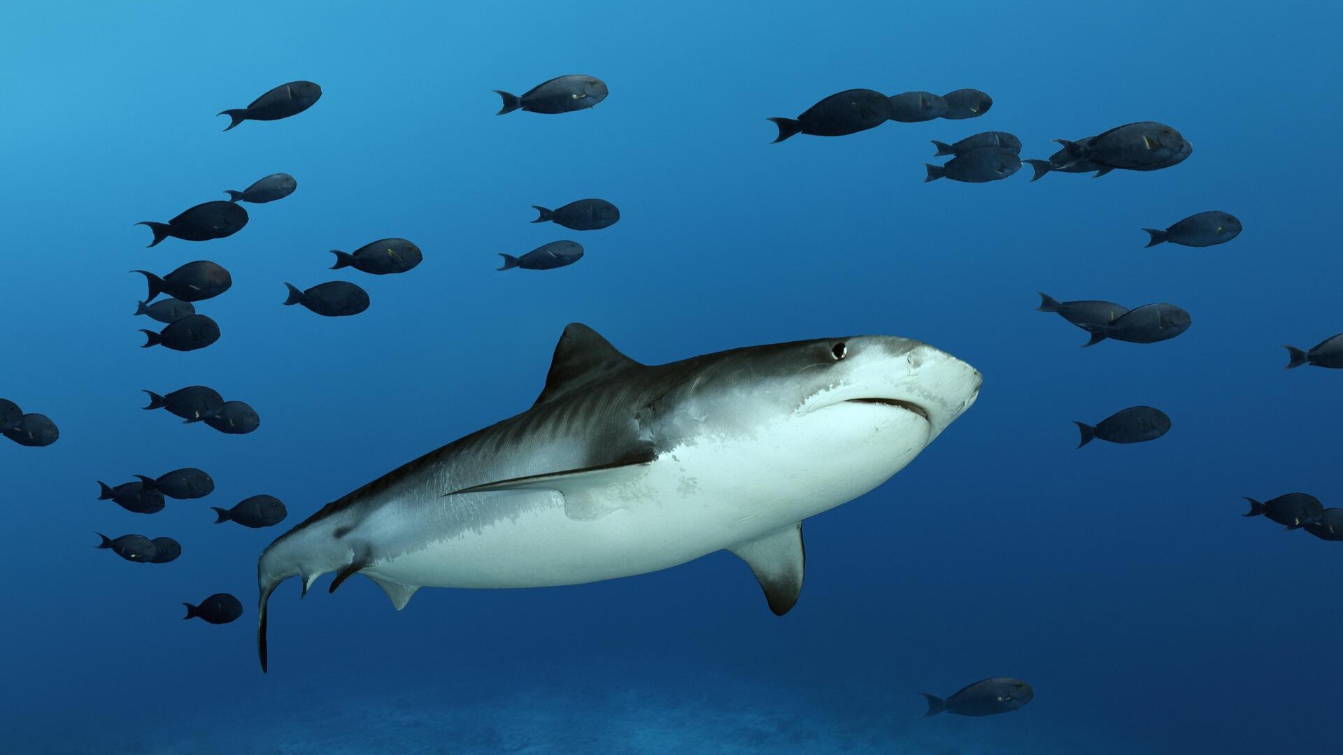 Тигровая акула в стае рыб-хирургов, Индийский океан, остров Фувамула.